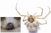 Philodromus buxi